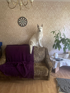 Koerte jalutamine (1 foto / 1)