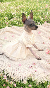 Exotic puppies (2 foto / 3)