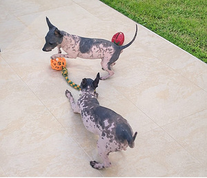 Exotic puppies (1 foto / 3)