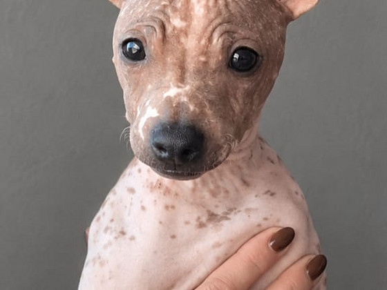 Exotic puppies