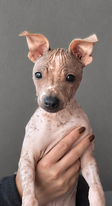 American naked terriers (1 foto / 7)