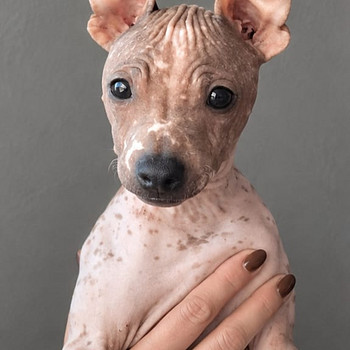 American naked terriers