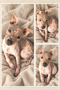 American naked terriers (2 foto / 7)