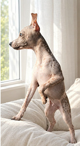 American naked terriers (3 foto / 7)