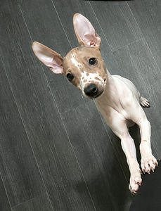 American naked terriers (4 foto / 7)