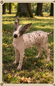 American naked terriers (6 foto / 7)