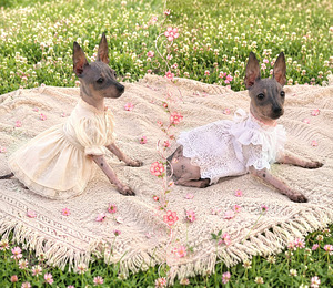 American naked terriers (7 foto / 7)
