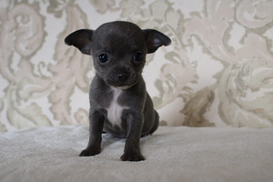 Chihuahua kutsikas (1 foto / 3)