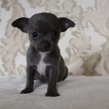Chihuahua kutsikas