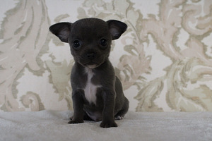 Chihuahua kutsikas (2 foto / 3)