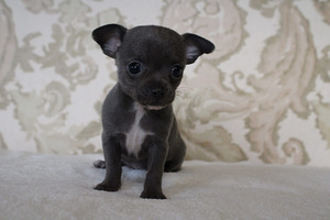 Chihuahua kutsikas (3 foto / 3)