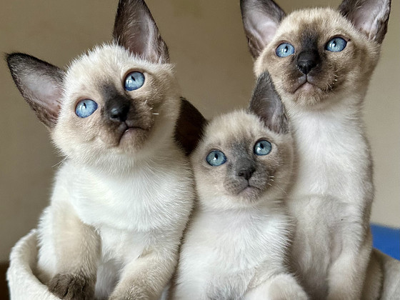 Котята породы Тонкинез