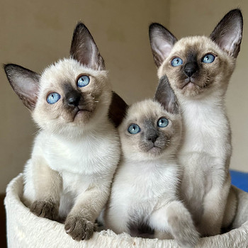 Котята породы Тонкинез