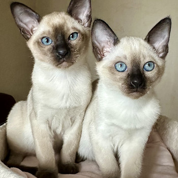 Котята породы Тонкинез