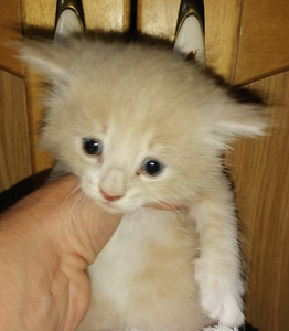 Котята (4 фото из 4)