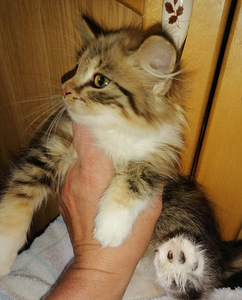 Котята (1 фото из 4)