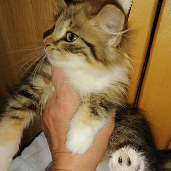 Котята