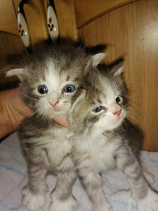 Котята (2 фото из 4)