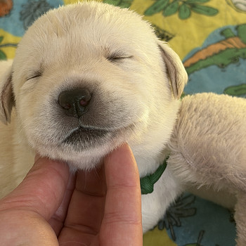 Labradori Retriiver