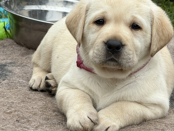 Labradori Retriiver