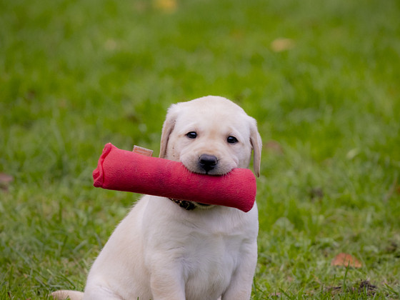 Labradori Retriiver