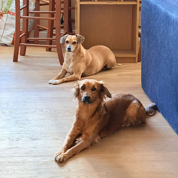 Dog Boarding | Koerahoid | Hospedagem Para Cachorros