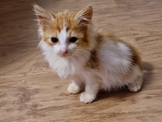 Котёнок