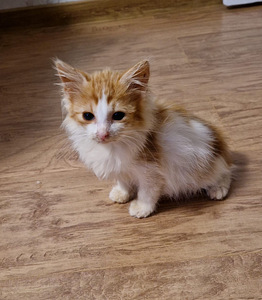 Котёнок (1 фото из 2)