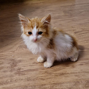 Котёнок