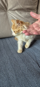 Котёнок (2 фото из 2)