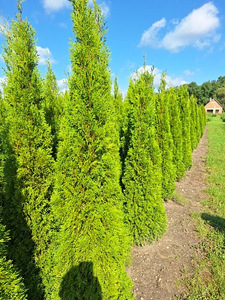 ELUPUUDE MÜÜK – ULE EESTI (1 foto / 4)