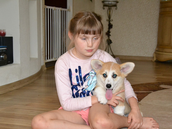 Welsh Corgi Pembroke