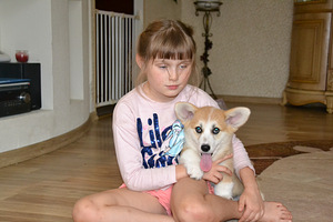 Welsh Corgi Pembroke (1 foto / 8)