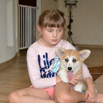 Welsh Corgi Pembroke