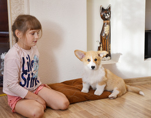 Welsh Corgi Pembroke (2 foto / 8)