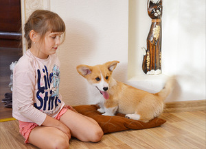 Welsh Corgi Pembroke (6 foto / 8)