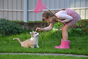 Welsh Corgi Pembroke (4 foto / 8)