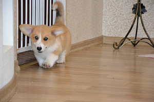 Welsh Corgi Pembroke (7 foto / 8)