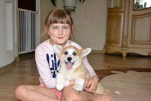 Welsh Corgi Pembroke (8 foto / 8)