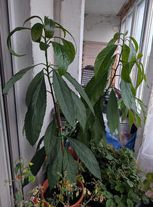 Avokaado (1 foto / 1)