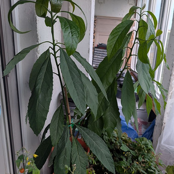 Avokaado