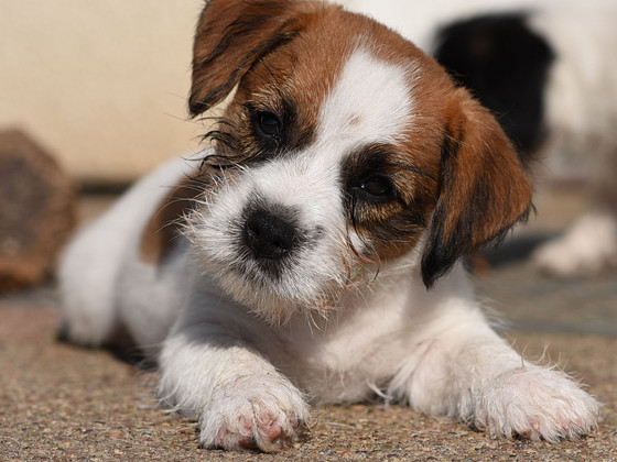 Jack Russelli terjeri kutsikas