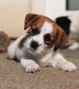 Jack Russelli terjeri kutsikas (1 foto / 7)