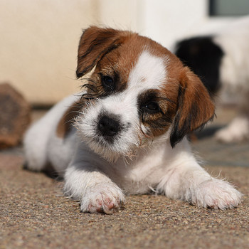 Jack Russelli terjeri kutsikas