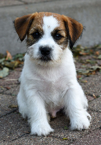 Jack Russelli terjeri kutsikas (2 foto / 7)