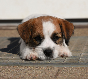 Jack Russelli terjeri kutsikas (3 foto / 7)