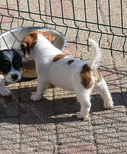 Jack Russelli terjeri kutsikas (4 foto / 7)