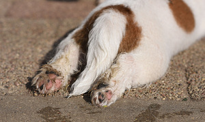 Jack Russelli terjeri kutsikas (5 foto / 7)