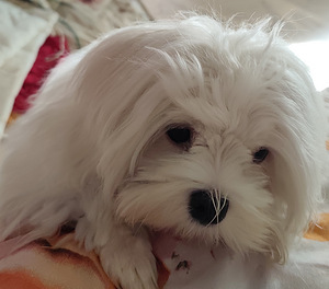 Malta bichon (1 foto / 2)