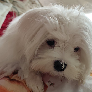 Malta bichon